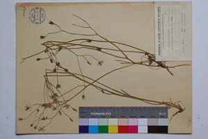 Crepis stojanovii Georg. [ SOMXXXXX0090] (c) Institute of Biodiversity and Ecosystem Research, BAS — Vascular Plants and Mosses Collections (SOM)