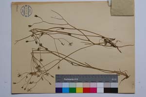 Crepis stojanovii Georg. [ SOMXXXXX0090] (2) (c) Institute of Biodiversity and Ecosystem Research, BAS — Vascular Plants and Mosses Collections (SOM)