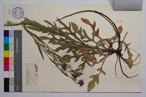 Cyanus diospolitanus Bancheva & Stoyanov [ SOMXXXXX0092] (2) (c) Institute of Biodiversity and Ecosystem Research, BAS — Vascular Plants and Mosses Collections (SOM)