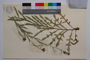 Cyanus diospolitanus Bancheva & Stoyanov [ SOMXXXXX0095] (2) (c) Institute of Biodiversity and Ecosystem Research, BAS — Vascular Plants and Mosses Collections (SOM)