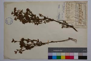 Cytisus dorycnioides Davidov [ SOMXXXXX0097] (c) Institute of Biodiversity and Ecosystem Research, BAS — Vascular Plants and Mosses Collections (SOM)