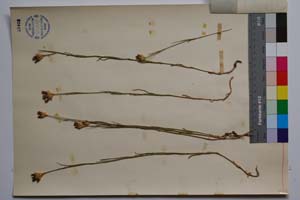Dianthus hyalolepis Acht. & Lindt. [ SOMXXXXX0100] (2) (c) Institute of Biodiversity and Ecosystem Research, BAS — Vascular Plants and Mosses Collections (SOM)