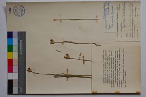 Dianthus hyalolepis Acht. & Lindt. var. gracilis Acht. & LIndt. [ SOMXXXXX0101] (c) Institute of Biodiversity and Ecosystem Research, BAS — Vascular Plants and Mosses Collections (SOM)