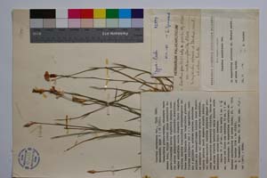 Dianthus xanthianus Dav. [ SOMXXXXX0106] (c) Institute of Biodiversity and Ecosystem Research, BAS — Vascular Plants and Mosses Collections (SOM)
