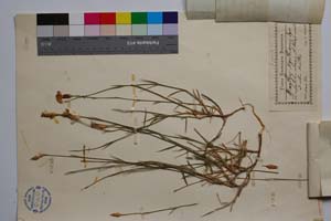 Dianthus xanthianus Dav. [ SOMXXXXX0106] (2) (c) Institute of Biodiversity and Ecosystem Research, BAS — Vascular Plants and Mosses Collections (SOM)