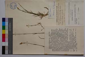 Dianthus xanthianus Dav. [ SOMXXXXX0107] (c) Institute of Biodiversity and Ecosystem Research, BAS — Vascular Plants and Mosses Collections (SOM)