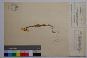 Epilobium hirsutum L. var. hirsutum (Koch.) Hausskn. f. minor Gan. [ SOMXXXXX0112] (c) Institute of Biodiversity and Ecosystem Research, BAS — Vascular Plants and Mosses Collections (SOM)