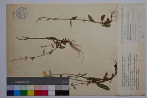 Epilobium lanceolatum Sebasi. & Mauri ssp. parviflorum Gan. [ SOMXXXXX0113] (c) Institute of Biodiversity and Ecosystem Research, BAS — Vascular Plants and Mosses Collections (SOM)