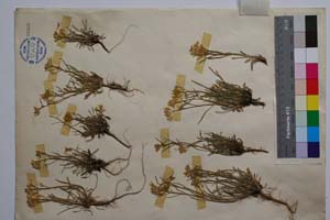 Erysimum drenowskii Degen. [ SOMXXXXX0114] (2) (c) Institute of Biodiversity and Ecosystem Research, BAS — Vascular Plants and Mosses Collections (SOM)