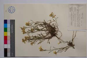 Erysimum pesudoatticum Anchev & Polartschek [ SOMXXXXX0116] (c) Institute of Biodiversity and Ecosystem Research, BAS — Vascular Plants and Mosses Collections (SOM)