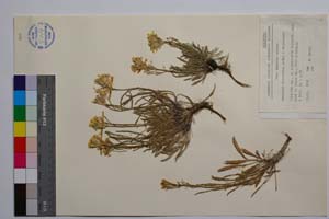 Erysimum slavjankae Anchev & Polatschek [ SOMXXXXX0117] (c) Institute of Biodiversity and Ecosystem Research, BAS — Vascular Plants and Mosses Collections (SOM)