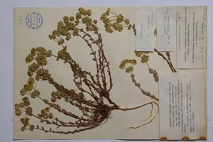 Euphorbia barrelieri Savi ssp. thessala (Form.) Bornm. var. frivaldskyi Kuzm. [ SOMXXXXX0120] (c) Institute of Biodiversity and Ecosystem Research, BAS — Vascular Plants and Mosses Collections (SOM)