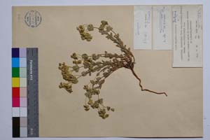Euphorbia barrelieri Savi ssp. thessala (Form.) Bornm. var. frivaldskyi Kuzm. [ SOMXXXXX0121] (2) (c) Institute of Biodiversity and Ecosystem Research, BAS — Vascular Plants and Mosses Collections (SOM)
