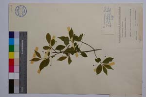 Euonymus verrucosus Scop.var. laevifolius Beck. f. angustifolius Gan. [ SOMXXXXX0125] (2) (c) Institute of Biodiversity and Ecosystem Research, BAS — Vascular Plants and Mosses Collections (SOM)