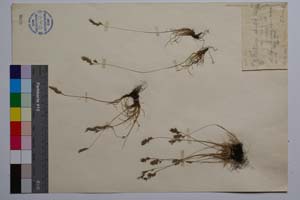 Festuca dalmatica (Hack.) Richt. var. stojanovii Acht. f. hispida Acht. [ SOMXXXXX0133] (2) (c) Institute of Biodiversity and Ecosystem Research, BAS — Vascular Plants and Mosses Collections (SOM)