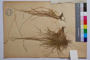 Festuca pirinensis Acht. [ SOMXXXXX0136] (2) (c) Institute of Biodiversity and Ecosystem Research, BAS — Vascular Plants and Mosses Collections (SOM)
