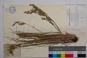 Festuca staroplaninica Velchev [ SOMXXXXX0137] (c) Institute of Biodiversity and Ecosystem Research, BAS — Vascular Plants and Mosses Collections (SOM)