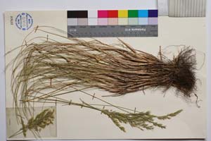 Festuca vandovii Velchev [ SOMXXXXX0138] (2) (c) Institute of Biodiversity and Ecosystem Research, BAS — Vascular Plants and Mosses Collections (SOM)
