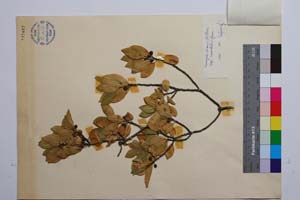 Frangula alnus Mill. ssp. saxatilis Gan. [ SOMXXXXX0139] (2) (c) Institute of Biodiversity and Ecosystem Research, BAS — Vascular Plants and Mosses Collections (SOM)