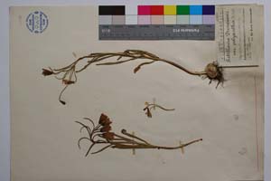 Fritillaria drenovski var. polyantha Rech. fil. [ SOMXXXXX0141] (c) Институт по биоразнообразие и екосистемни изследвания, БАН — Колекции висши растения и мъхове (SOM)