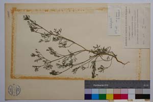Fumaria vailantii Loisel f. longibracteata P. Pan. [ SOMXXXXX0143] (2) (c) Institute of Biodiversity and Ecosystem Research, BAS — Vascular Plants and Mosses Collections (SOM)