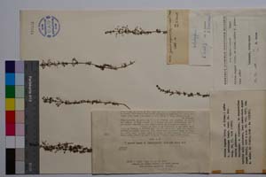 Galium aegum (Stoj. et Kitan.) Anchev f. pubescens Anchev [ SOMXXXXX0144] (c) Институт по биоразнообразие и екосистемни изследвания, БАН — Колекции висши растения и мъхове (SOM)