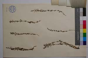 Galium aegum (Stoj. et Kitan.) Anchev f. pubescens Anchev [ SOMXXXXX0144] (2) (c) Институт по биоразнообразие и екосистемни изследвания, БАН — Колекции висши растения и мъхове (SOM)