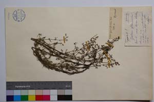 Galium flavescens Borb. var. brevifolium Anchev [ SOMXXXXX0145] (c) Институт по биоразнообразие и екосистемни изследвания, БАН — Колекции висши растения и мъхове (SOM)