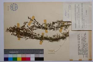 Galium flavescens Borb. var. brevifolium Anchev [ SOMXXXXX0146] (c) Институт по биоразнообразие и екосистемни изследвания, БАН — Колекции висши растения и мъхове (SOM)