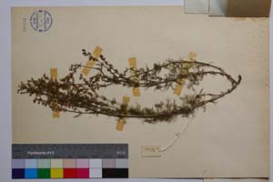 Galium flavescens Borb. var. brevifolium Anchev [ SOMXXXXX0146] (2) (c) Институт по биоразнообразие и екосистемни изследвания, БАН — Колекции висши растения и мъхове (SOM)