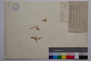 Galium anisophyllum Vill. f. pirinicum Urum. & Jav. [ SOMXXXXX0147] (c) Институт по биоразнообразие и екосистемни изследвания, БАН — Колекции висши растения и мъхове (SOM)