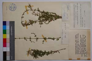 Galium heldreichii Hal. ssp. protopycnotrichum (Krendl. & Ehrend.) Anchev var. obovatum Anchev [ SOMXXXXX0148] (c) Institute of Biodiversity and Ecosystem Research, BAS — Vascular Plants and Mosses Collections (SOM)