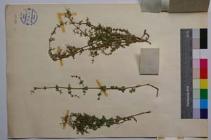 Galium heldreichii Hal. ssp. protopycnotrichum (Krendl. & Ehrend.) Anchev var. obovatum Anchev [ SOMXXXXX0148] (2) (c) Institute of Biodiversity and Ecosystem Research, BAS — Vascular Plants and Mosses Collections (SOM)