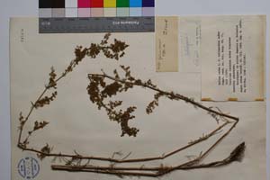Galium verum L. f. trichanthum Anchev [ SOMXXXXX0151] (c) Институт по биоразнообразие и екосистемни изследвания, БАН — Колекции висши растения и мъхове (SOM)