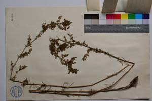 Galium verum L. f. trichanthum Anchev [ SOMXXXXX0151] (2) (c) Институт по биоразнообразие и екосистемни изследвания, БАН — Колекции висши растения и мъхове (SOM)