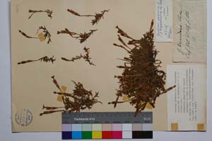Gentiana pyreniaca L. f. longipedunculata Koz. & Petrova [ SOMXXXXX0152] (c) Институт по биоразнообразие и екосистемни изследвания, БАН — Колекции висши растения и мъхове (SOM)