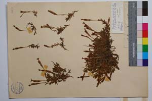 Gentiana pyreniaca L. f. longipedunculata Koz. & Petrova [ SOMXXXXX0152] (2) (c) Институт по биоразнообразие и екосистемни изследвания, БАН — Колекции висши растения и мъхове (SOM)