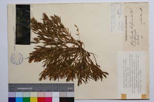 Gentianella bulgarica (Vel.) Holub. ssp. jundolensis Koz. & Petrova [ SOMXXXXX0155] (c) Институт по биоразнообразие и екосистемни изследвания, БАН — Колекции висши растения и мъхове (SOM)