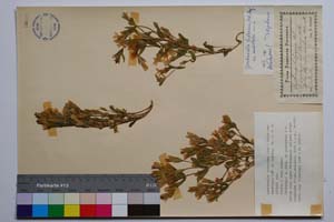 Gentianella lutescens (Vel.) Holub var. umbellata Koz. & Petrova [ SOMXXXXX0156] (c) Институт по биоразнообразие и екосистемни изследвания, БАН — Колекции висши растения и мъхове (SOM)