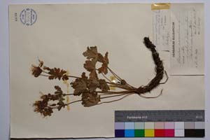 Geranium macrorhizum L. f. alba [ SOMXXXXX0157] (c) Институт по биоразнообразие и екосистемни изследвания, БАН — Колекции висши растения и мъхове (SOM)
