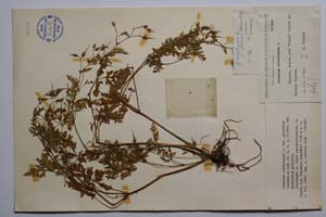 Geranium robertianum L. var. glabrinux Petrova & Koz. [ SOMXXXXX0158] (c) Институт по биоразнообразие и екосистемни изследвания, БАН — Колекции висши растения и мъхове (SOM)