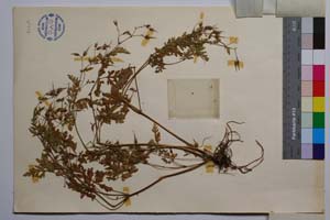 Geranium robertianum L. var. glabrinux Petrova & Koz. [ SOMXXXXX0158] (2) (c) Институт по биоразнообразие и екосистемни изследвания, БАН — Колекции висши растения и мъхове (SOM)