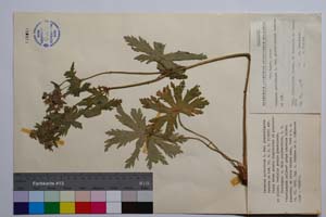 Geranium sylvaticum L. var. glanduligerum Petrova & Koz. [ SOMXXXXX0159] (c) Институт по биоразнообразие и екосистемни изследвания, БАН — Колекции висши растения и мъхове (SOM)