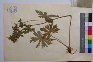 Geranium sylvaticum L. var. glanduligerum Petrova & Koz. [ SOMXXXXX0159] (2) (c) Институт по биоразнообразие и екосистемни изследвания, БАН — Колекции висши растения и мъхове (SOM)