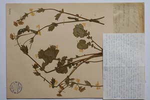 Geum phodopaeum Stoj. & Stef. [ SOMXXXXX0160] (c) Институт по биоразнообразие и екосистемни изследвания, БАН — Колекции висши растения и мъхове (SOM)