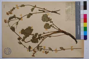 Geum phodopaeum Stoj. & Stef. [ SOMXXXXX0160] (2) (c) Институт по биоразнообразие и екосистемни изследвания, БАН — Колекции висши растения и мъхове (SOM)
