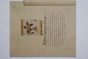 Haberlea ferdinandi coburgii Urum. [ SOMXXXXX0161] (3) (c) Институт по биоразнообразие и екосистемни изследвания, БАН — Колекции висши растения и мъхове (SOM)