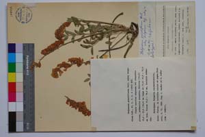 Hedysarum grandiflorum Pall. ssp. bulgaricum Koz. [ SOMXXXXX0162] (c) Институт по биоразнообразие и екосистемни изследвания, БАН — Колекции висши растения и мъхове (SOM)