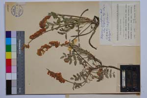 Hedysarum grandiflorum Pall. ssp. bulgaricum Koz. [ SOMXXXXX0162] (2) (c) Институт по биоразнообразие и екосистемни изследвания, БАН — Колекции висши растения и мъхове (SOM)