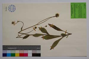 Hieracium ancevii Szelag [ SOMXXXXX0163] (c) Институт по биоразнообразие и екосистемни изследвания, БАН — Колекции висши растения и мъхове (SOM)